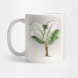 Andean wax palm vintage botanical art Mug